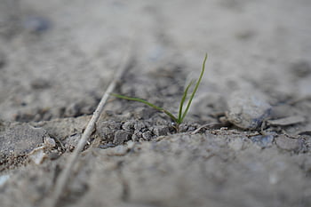 plant, drought, nature, climate, dry, summer, earth, floor, country, agriculture, landscape