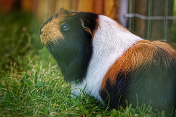 morče, hlodavec, zvíře, domácí zvíře, savec, volně žijících živočichů, Příroda, molly, roztomilý, Německý poustevník, rudy hory