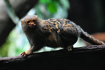 scimmia, piccola fauna selvatica, creatura in miniatura, Animali furtivi, animali divertenti, carina, zoologia, scienza, dna, sfondo della natura, creature a quattro zampe