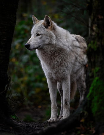 γκρι λύκος, ξύλο λύκος, λευκός Λύκος, λύκος, canis lupus, σαρκοφάγο, κυνικός, κυνηγός, θηρευτής, θηλαστικό ζώο, ζώο