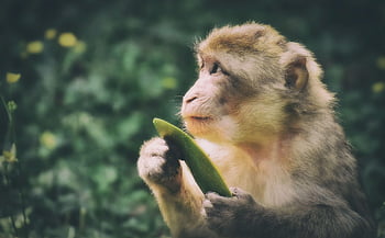 makak barbary, Gatunki Zagrożone, małpi górski salem, zwierzę, dzikie zwierze, Natura, ogród zoologiczny