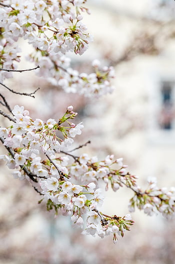 flowers, spring, flower Wallpaper, peach Blossoms, cherry Blossoms, flower Background, white Peach Blossoms, nature, freshness, beautiful Flowers, trees