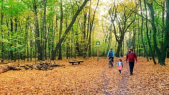 Landschaft, die Natur, Wald, der Herbst, Menschen, Tochter, gehen, Fahrrad, Blätter, trocken, Rost