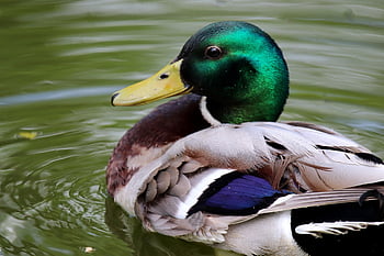 マガモ、 ドレイク、 アヒル、 水鳥、 鳥、 野生動物、 羽毛、 自然、 くちばし、 湖、 動物
