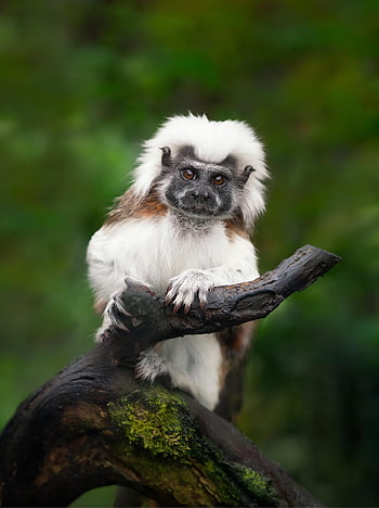 cotton Top Tamarin, tamarin, monkey, animal, mammal, primate, branch, wildlife, nature, wet, log