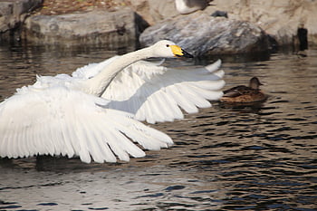 лебед, птица, езеро, бял лебед, природа, водни птици, водна птица, животно, плющене, летене, крила