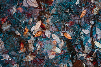 Herbstblätter, Blätter in Wasser getaucht, bunter Herbstlaub, schwimmende Blätter, reflektierendes Wasser, Serene Herbstszene, Wasseroberfläche, Herbstlaub, Naturfotografie, Herbstfarben, Wasserreflexion