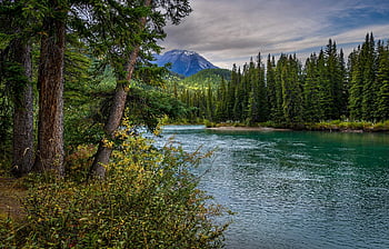 river, trees, mountain, bank, conifers, forest, scenery, scenic, nature, bow River, banff National Park