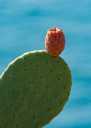 Dikenli armut kaktüsü, opuntia, olgunlaşmış meyve, mavi arka plan, Ayrıntılı fotoğraf, kaktüs meyvesi, dikenli kaktüs, açık mavi, kaktüs bitki, çöl bitkisi, kaktüs fotoğrafçılık