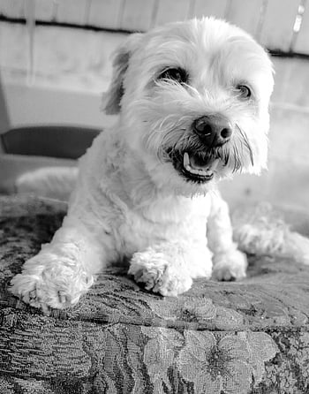 dog, poodle, pet, fur, playful, domestic, paws, animal