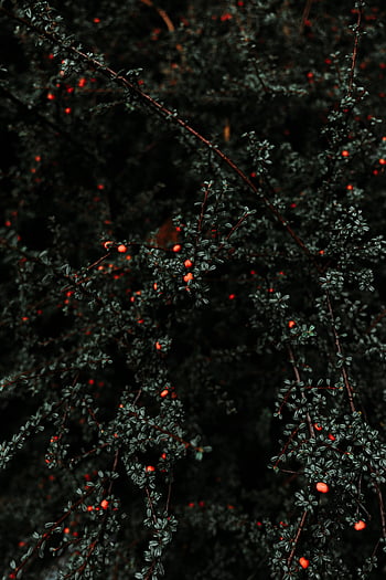 red berries, Cotoneaster shrubs, vibrant red, dark foliage, berry shrubs, red berry plants, berry bushes, red fruit, dark leaves, berry garden, berry plants