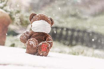 bear, mask, snow, bear With Mask