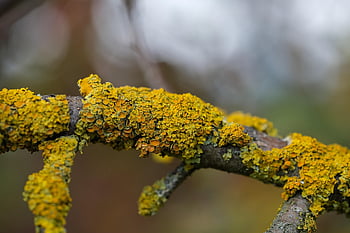 lišejník, větev, dřevo, Sunburst Lichen, šupinatý, strom, Příroda, žlutá