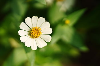 zinnia, fleur, papier peint à fleurs, plante, Zinnia elegans, zinnia blanc, pétales, Floraison, fond de fleur, belles fleurs, flore