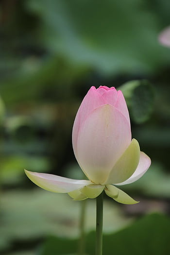 lotus, květ, pupen, rostlina, okvětní lístky, krásné květiny, květinové tapety, leknín, květinové pozadí, kvetoucí, vodní rostliny