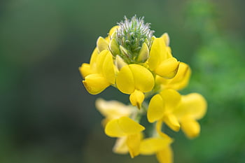 Gorse ghiandolare, bellissimi fiori, Adenocarpus, scopa, fiore, petali, botanica, macro, natura, carta da parati floreale, pianta