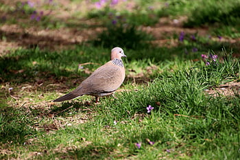 skvrnitá holubice, holubice, pták, streptopelia chinensis, zvíře, peří, zobák, tráva, louka, Příroda, ornitologie