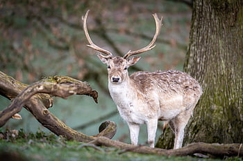 Jelen, Příroda, zvíře, volně žijících živočichů, savec, srst, tráva, venkovský, dolar, lov, krajina