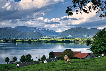 allgäu, jezero, vesnice, kráva, pastvina, pole, kopec, venkov, venkovský, domy, hory