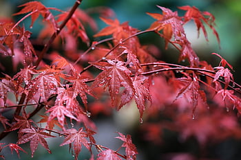 acero, foglie d'acero, gocce di pioggia, gocce d'acqua, bagnato, acero giapponese, le foglie, foglie rosse, fogliame, fogliame rosso, natura