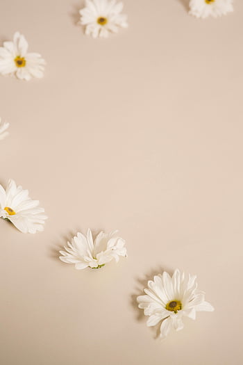 white flowers, daisies, beige surface, floral composition, studio photography, gentle blossoms, serene flowers, delicate flowers, scattered flowers, white daisies, studio flowers