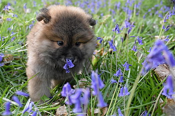 eurasier, Pes, štěně, louka, květiny, domácí zvíře, zvíře, mladý pes, domácí pes, psí, savec