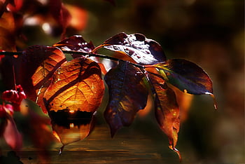 leaves, tree, fall, multicoloured, forest, light, sunset, water, sea, romantic, red