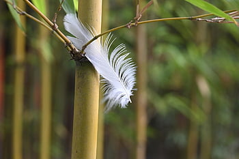 feather, bamboo Forest, art