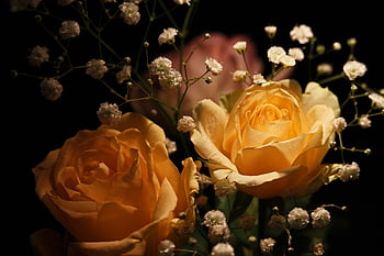 Rose, un mazzo di fiori, nozze, San Valentino, romanza, flora, Data di nascita, Buona festa della mamma, petali, regalo, fioritura