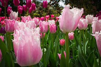 pink Tulips, tulips, flowers, spring, pink, nature, flora, blossom, bloom, garden, floral