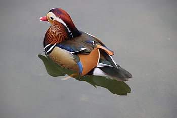 mandarin Duck, bird, nature, lake, waterfowl, water Bird, aquatic Bird, animal, wildlife, pond, water