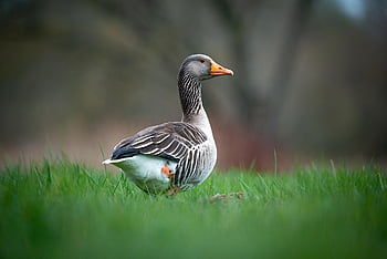 kachna, pták, tráva, Příroda, volně žijících živočichů, zvíře, divočina, fauna, divoký, živočišného světa, jaro