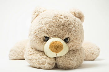 giocattolo di peluche per orso grigio, peluche orsacchiotto, pelliccia soffice, Espressione carina, Primo piano affascinante, animale impagliato, orsacchiotto peluche, orso impagliato, peluche, peluche carino, Toddy Bear Toy