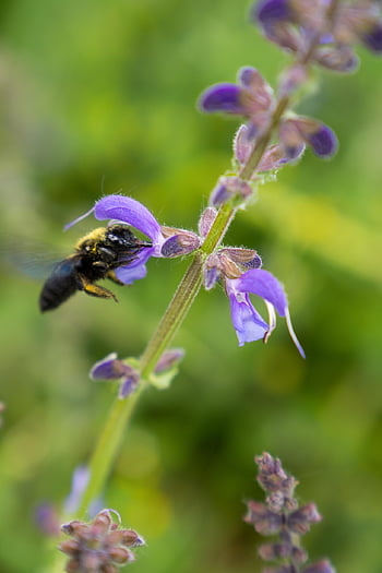 darázs, lila virágok, beporzás, természet, rovar, bezár, cikornya, növények, vad méh, xylocopa violacea, asztalos méh