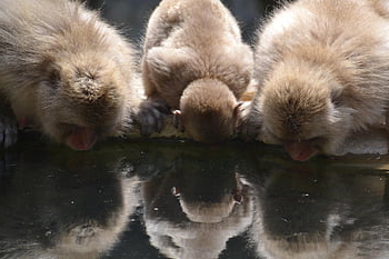 snow Monkeys, japanese Macaque, drinking, monkeys, primates, mammals, wildlife, primate, winter, baby, mammal
