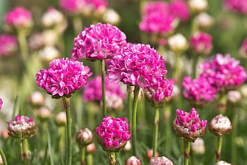 blossoms, red, pink, garden, cloves, plant, beach Carnation, carnation, the Beach-grass Elke, lead Root Plant, plumgaginaceae