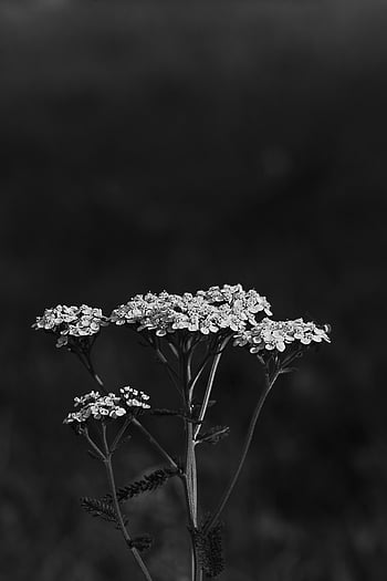foto monocromatica, fiori, Fiori Yarrow, petali delicati, forma naturale, avvicinamento, bianco e nero, fotografia floreale, fotografia naturalistica, immagine botanica, immagine in scala di grigi