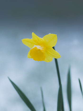 daffodil, flower, plant, petals, bloom, blossom, nature, snow, spring, floral, cold