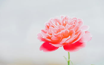 pink peony, blooming peony, closeup photography, vibrant pink, delicate petals, soft background, peony flower, pink flower, floral photography, nature photography, flower photography