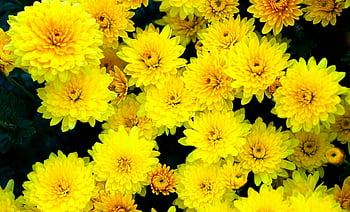 flowers, yellow, blossom, bloom, asters, yellow Asters, yellow Flowers, yellow Petals, flora, flower Wallpaper, floriculture