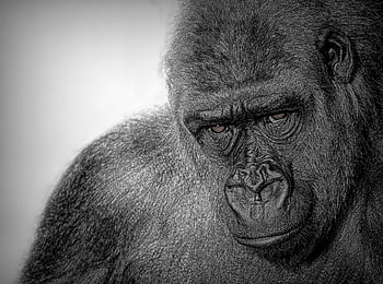 gorilla, western Lowland Gorilla, primate, animal, mammal, wild Animal, black And White, wildlife, ape