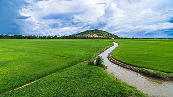 zemědělství, zavlažování, rý ová pole, rýžová rýže, pole, Chau Doc, Vietnam, Asie, rýže, hora, terasa