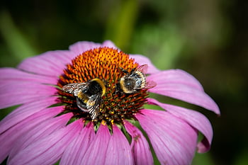 purple Coneflower, flower, flower Wallpaper, bumblebees, plant, bees, insects, beautiful Flowers, winged Insects, pollinate, echinacea Purpurea