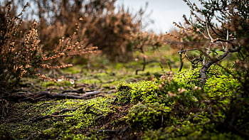 plants, grass, moss, autumn, hd Wallpaper, desktop Backgrounds, nature Wallpaper, fall Colors, windows Wallpaper, beautiful Wallpaper, beautiful Nature