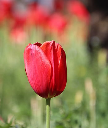 tulipán, květ, červený tulipán, červená květina, květinové tapety, květinové pozadí, rostlina, krásné květiny, kvetoucí, flóra, zblízka