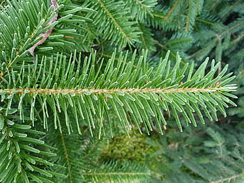 větev, jedle větev severu člověka, nordmann jedle, jedle, borovice, abies nordmanniana, kavkazské jedle, rodina borovic, jehličnany