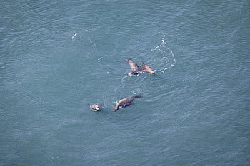 mare, leoni, acqua, nuoto, giocare, gruppo, insieme, selvaggio, animale, foca, mammifero