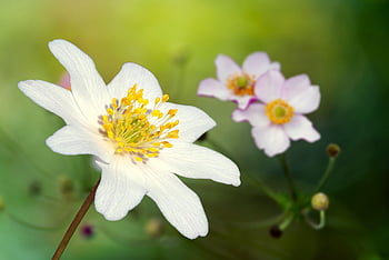 anemone, white Anemone, wood Anemones, forest Anemone, garden Anemone, spring, pollen, spring Awakening, white Flower, buttercup, blossom