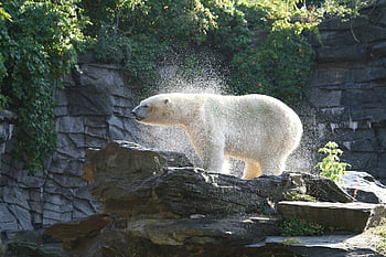 bære, isbjørn, Zoo, vand, rovdyr, pattedyr, hvid, dyr verden, natur, pels, kold