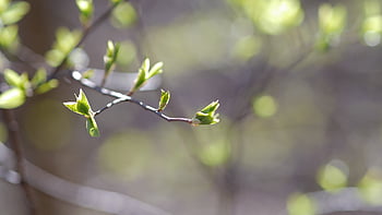 Baum, Ast, Natur, Blume, Knospe, Hintergrund, frisch, natürlich, Jahreszeit, Frühling, Frische